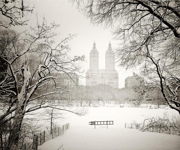 through-winter-trees-central-park-new-york-city-vivienne-gucwa